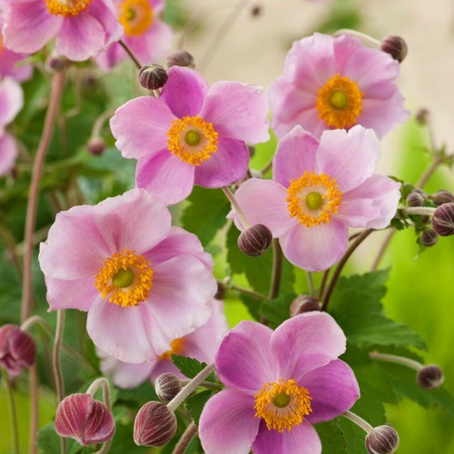 Anemone hybrida september - anemone, 'september