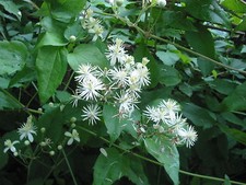 Old Man's Beard - Clematis vitalba - Lovely Native Climber - 50 Seeds