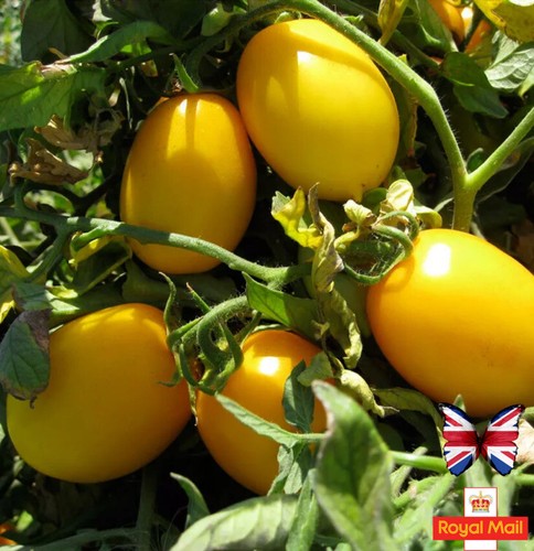 Tomato seeds golden - tomato, 35