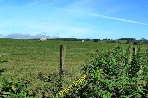 Photo 6x4 grazing land near - photo,