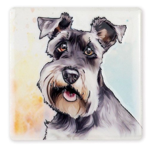 Miniature schnauzer dog - miniature,
