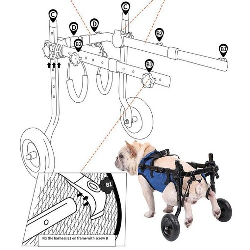 Rear leg mobility - rear,