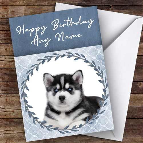 Siberian husky dog blue animal - dog,