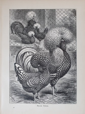 1891 CHICKEN PRINT - POLISH