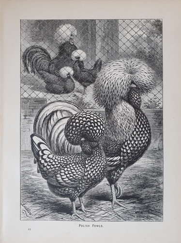 1891 chicken print - 1891,