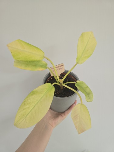 Philodendron lemon lime - lemon, in