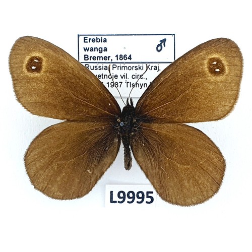 Satyrinae erebia wanga male - satyrinae,,