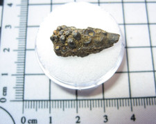 Cretaceous Hell Creek fossil dinosaur beds Coriops albulid fish jaw w/ teeth #3