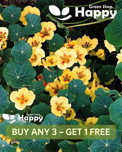 Nasturtium dwarf peach - nasturtium,