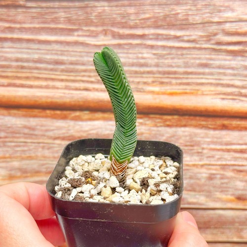 Clearance sale crassula - sale, |crassula