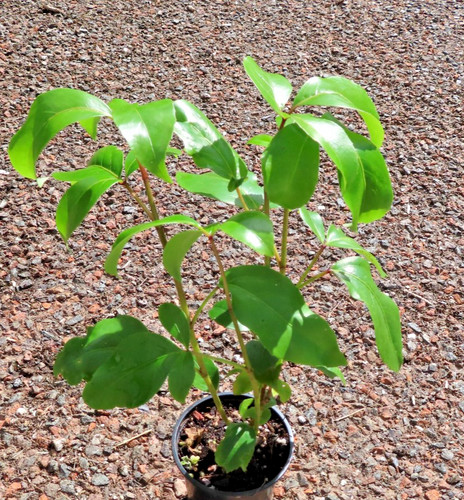 Pseudopanax laetus large leaf - laetus,