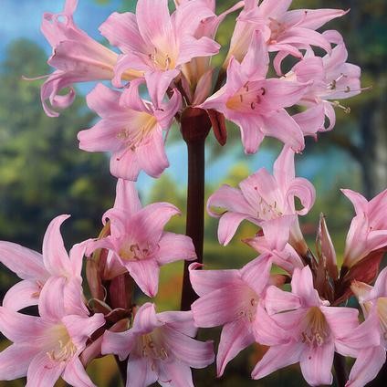 Amaryllis bella donna - amaryllis, donna’