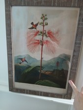 Oka India Jane STUNNING  ART Botanical High Quality Framed Print  Picture.