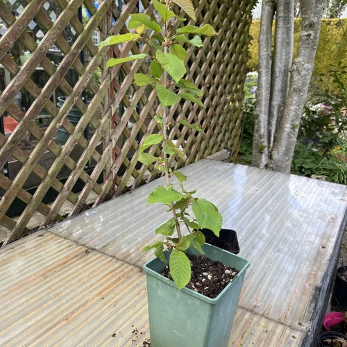 Cherry tree sapling approx - cherry,