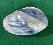 Polished Blue Clam Shell