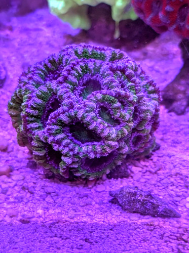 Wysiwyg heads fluffy - 40+,