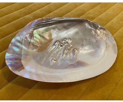 Mother pearl shell - pearl, large