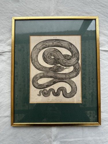 Original georgian boa - georgian,