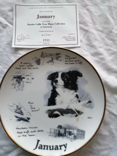 Border collie plate - , january