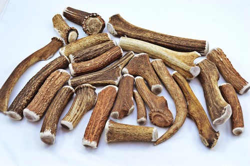 Scottish stag horn - stag, dog
