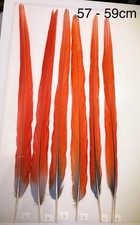 Parrot Macaw Feather Crafts