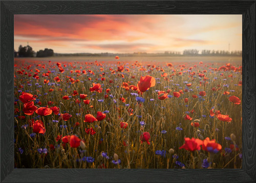 Red poppy flower meadow - flower, in