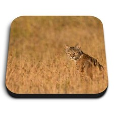 Square MDF Magnets - Bobcat