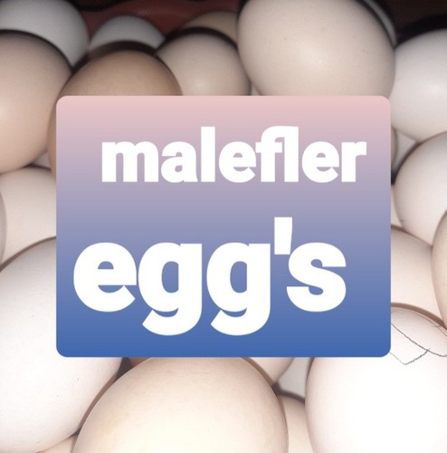Free range eggs - range, x6