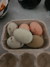 6x Free Ranged Chicken Eggs