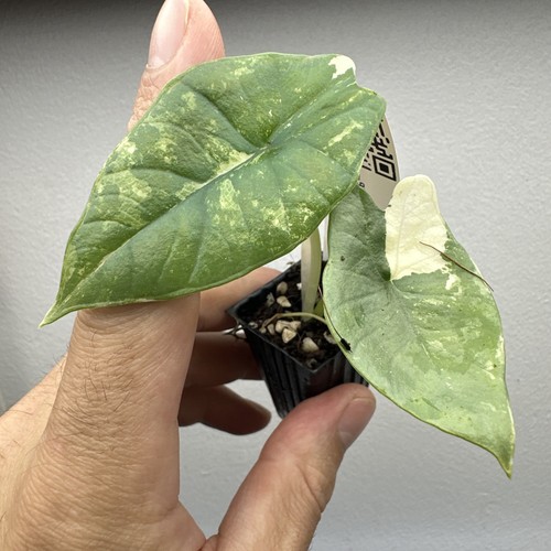 Alocasia platinum albo very - alocasia,