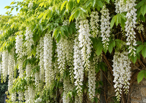 Wisteria alba white 6ft xxl - wisteria,