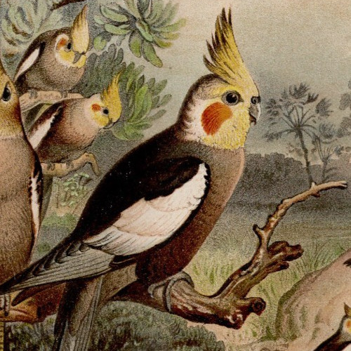 Cockatiels australian - cockatiels,