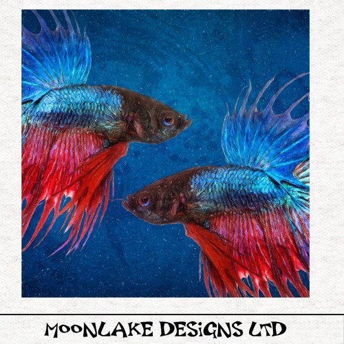 Fish siamese fighting - fighting,