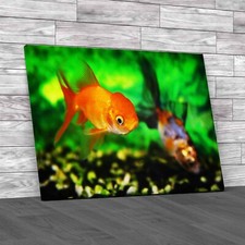 Optimizing goldfish meta data - optimizing,