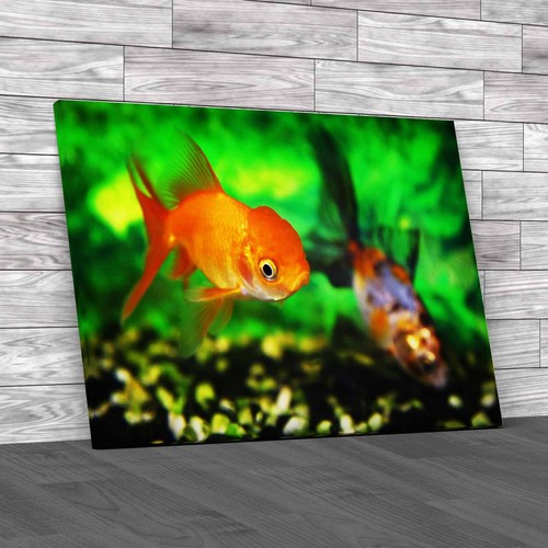 Optimizing goldfish meta - optimizing,