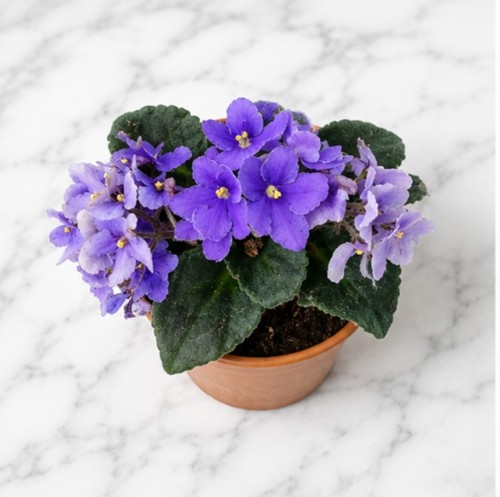 African violet saintpaulia - african,