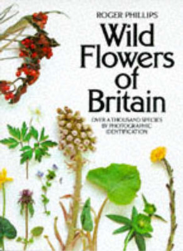 Wild flowers britain over - wild,