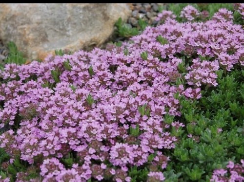 Herb creeping thyme - thyme, plug