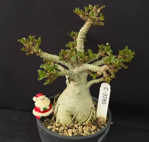 Pot 10cm adenium khao - pot,