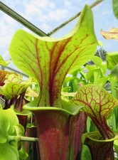 Sarracenia flava rubricorpa - sarracenia, v