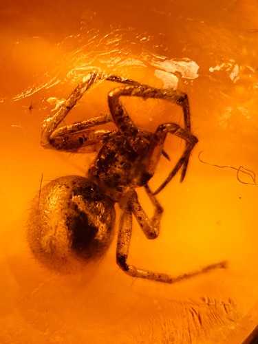 Burmese burmite cretaceous - burmite, big