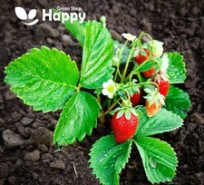 WILD STRAWBERRY - Baron Solemacher - 150 seeds - Fragaria Vesca - Fruit seeds