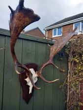 Taxidermy Fallow  Deer Antlers On Upper Skull  Mounted On Shield 