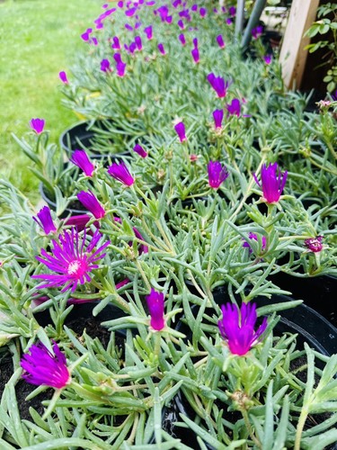 Magenta ice plant - plant, lampranthus