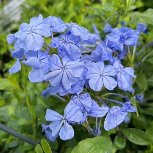 Plumbago semi hardy garden - ..plumbago,