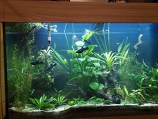 Fish Tank