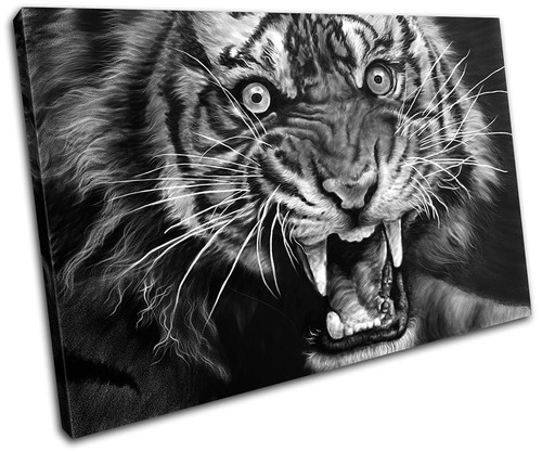 Tiger wildlife animals single - tiger,