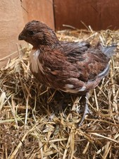 6  Bobwhite Quail Eggs