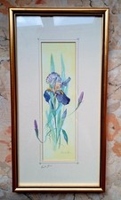 Glenda Rae Framed Print of an