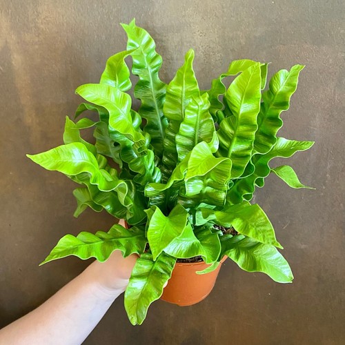 Asplenium nidus bird nest - nidus, bird’s